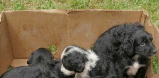 Genova, abbandonati otto cuccioli a Pedemonte di Serra Riccò cuccioli