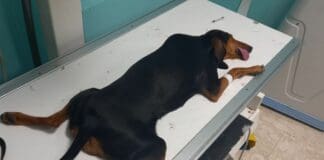 Cane ingerisce lenza con amo sulla spiaggia di Arenzano cane lenza pesca arenzano