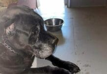 Genova, canile degli orrori scoperto a Trasta: sequestrati 16 cani, uno era morto cane abbandonato