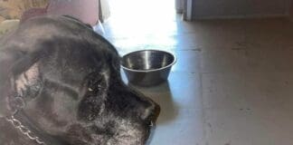 Genova, Volontari salvano 5 cani segregati in un appartamento cane abbandonato