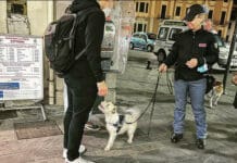 La Spezia, controlli antidroga. Il cane Leone fiuta quasi 30 grammi di hashish nascosti in città