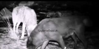 Il lupo nero Joe Black è ancora in Liguria- VIDEO Lupo Nero Liguria, Joe Black