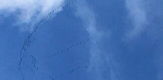 Migrazione record per le Gru nei cieli della Liguria – Video migrazione Gru