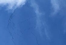 Migrazione delle Gru, il bel tempo aiuta gli avvistamenti record sul monte Beigua Gru migrazione