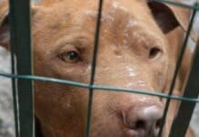 Genova, pitbull assale e ferisce una bambina a Quezzi pittbull
