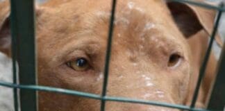 Genova, pitbull assale e ferisce una bambina a Quezzi pittbull