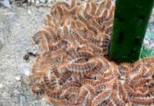 Recco dichiara guerra alle processionarie, pericolose per bimbi e cani processionarie