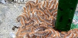 Genova, allarme processionarie, a rischio i bambini ma soprattutto i cani processionarie