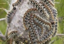 Processionarie, anche Rapallo firma ordinanza per eliminarle processionarie