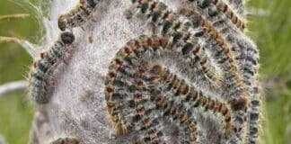 Processionarie, anche Rapallo firma ordinanza per eliminarle processionarie