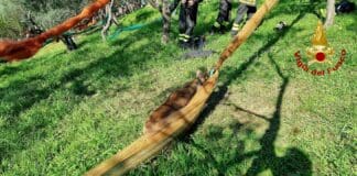 Leivi, capriolo si incastra nelle reti: salvato dai Vigili del Fuoco