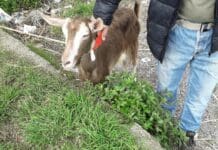 Genova, Guardie Zoofile salvano capra incastrata in un cunicolo – VIDEO
