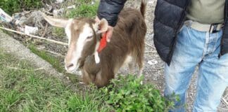Genova, Guardie Zoofile salvano capra incastrata in un cunicolo – VIDEO