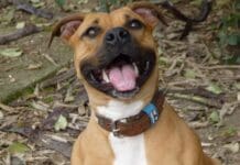 Genova, sfrattati da casa lasciano due cani all’interno Amstaff