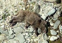 Genova, cosa sta uccidendo i cinghiali nel Bisagno? carcassa cinghiale sori