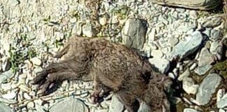 Peste Suina, l’emergenza si allarga, trovata carcassa a Torriglia carcassa cinghiale sori