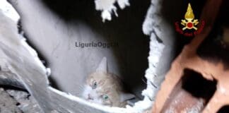Chiavari, gatto cade nella canna fumaria, salvato dai vigili del fuoco gatto canna fumaria