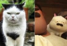 Boccadasse, il gatto Seppia ha troppi fan, padroni costretti a tenerlo in casa Seppia gatto boccadasse Luca Pixar