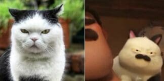 Boccadasse, il gatto Seppia ha troppi fan, padroni costretti a tenerlo in casa Seppia gatto boccadasse Luca Pixar