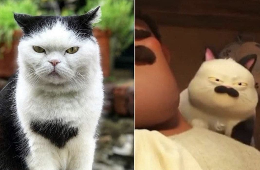 Seppia gatto boccadasse Luca Pixar
