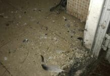 Sampierdarena, chiuso ristorante e un locale per precarie condizioni igieniche guano bagno ristorante