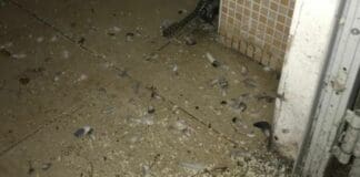 Sampierdarena, chiuso ristorante e un locale per precarie condizioni igieniche guano bagno ristorante