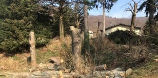 Masone, il taglio di alberi mette a rischio la collezione di ortensie a Villa Bagnara ortensie villa Bagnara Masone