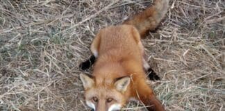 Gatto ferito da una trappola per volpi, identificato il responsabile tagliola-volpe