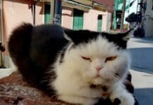 Boccadasse, il gatto Seppia è tornato ma è già assediato dai fan Seppia gatto mascotte Boccadasse