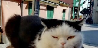 Boccadasse, il gatto Seppia è tornato ma è già assediato dai fan Seppia gatto mascotte Boccadasse