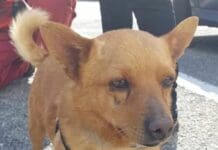 Ritrovato sano e salvo Attilio, il cagnolino scomparso da Castelletto