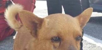 Ritrovato sano e salvo Attilio, il cagnolino scomparso da Castelletto