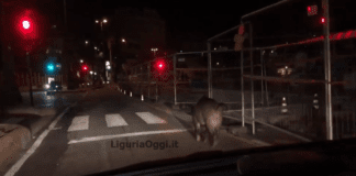 Genova, Cinghiale a spasso in corso Italia blocca il traffico – VIDEO cinghiale corso Italia
