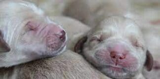 Genova, morti i cuccioli trovati in un cassonetto a Sestri Ponente cuccioli cane