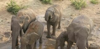 Acquario di Genova, tornano gli incontri per scoprire la Natura, oggi si parla di Africa elefanti