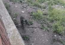 Il cinghiale zoppo Emmo è vivo e resta nel Bisagno – VIDEO Emmo cinghiale zoppo Bisagno