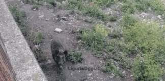 Il cinghiale zoppo Emmo è vivo e resta nel Bisagno – VIDEO Emmo cinghiale zoppo Bisagno