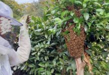 Api in città, boom di sciamature, ecco cosa fare api sciame Cornigliano giardini Melis