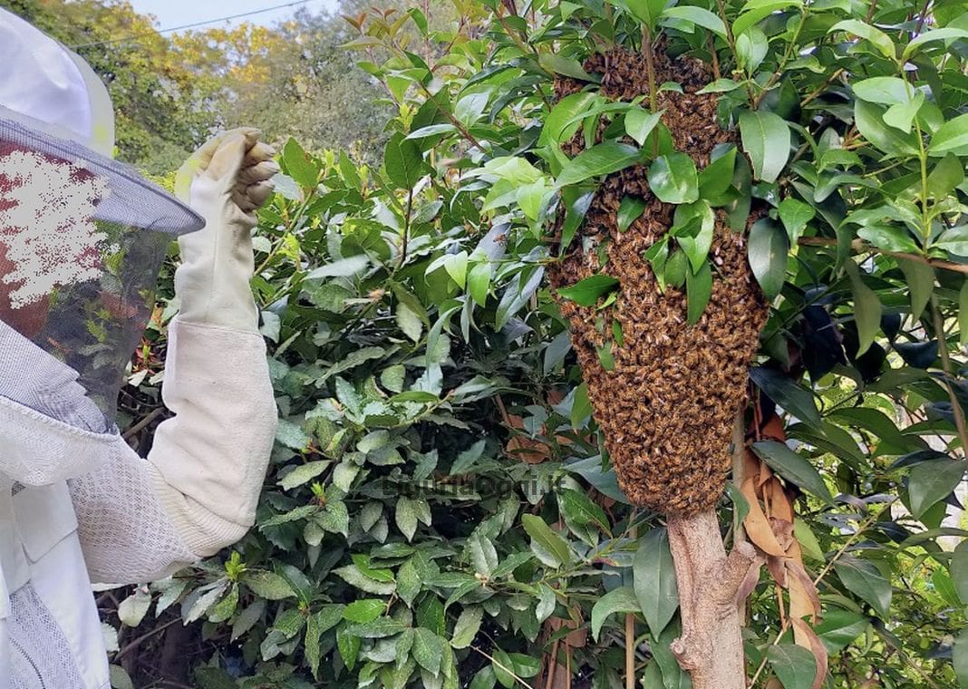 api sciame Cornigliano giardini Melis