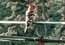 Castelletto, un esemplare di Upupa avvistato alle Serre di San Nicola Upupa Castelletto