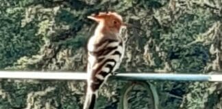 Castelletto, un esemplare di Upupa avvistato alle Serre di San Nicola Upupa Castelletto