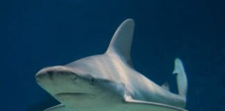 Acquario di Genova celebra i trent’anni del programma europeo LIFE per la conservazione dell’Ambiente squalo grigio Acquario di Genova