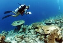 Maldive e le barriere coralline, la ricerca dell’Università all’Acquario di Genova Maldive ricerca università Genova