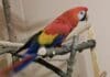 Sanremo, villa trasformata in uno zoo con oltre 450 animali Pappagallo ara macao sampierdarena