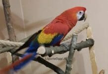 Genova, fuggito un esemplare di Ara macao a Sampierdarena Pappagallo ara macao sampierdarena