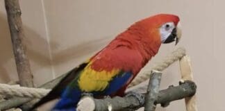 Genova, fuggito un esemplare di Ara macao a Sampierdarena Pappagallo ara macao sampierdarena