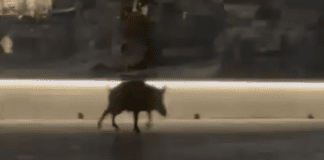 Portofino, cinghiale passeggia tra i tavoli di un ristorante in Piazzetta (VIDEO)