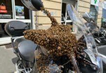 Genova, sciame di api su moto in via Monticelli a Marassi (Foto e Video) sciame api moto Marassi