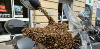 Genova, sciame di api su moto in via Monticelli a Marassi (Foto e Video) sciame api moto Marassi
