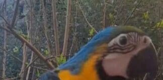 Ritrovata Chiquita, il pappagallo smarrito ieri a Dinegro